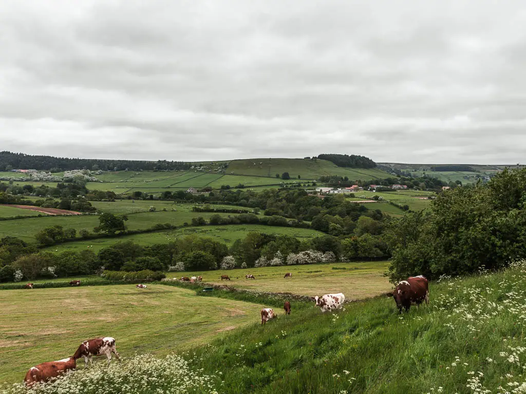 Looking down across fields with cows, and a hill rising up in the distance, when walking from Rosedale Abbey to Blakey Ridge.