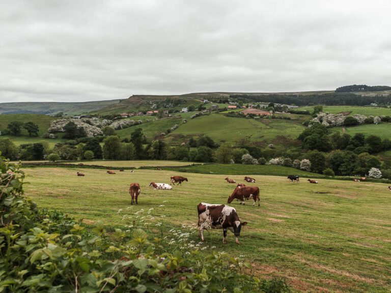 Rosedale Abbey Walk via the Railway and Blakey Ridge - She walks in England