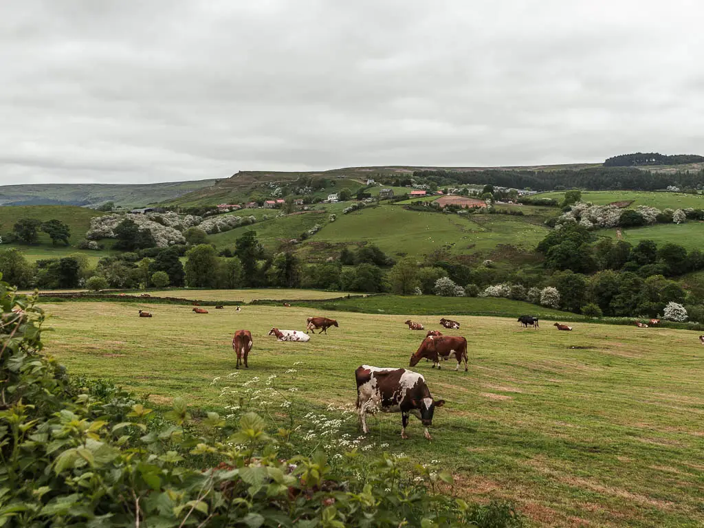 Cows grazing in a field, on the circular walk from Rosedale Abbey. There are trees on the other side of the field, and a hill rising up on the other side.