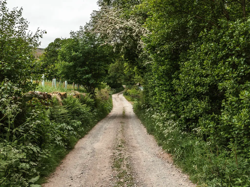 A gravel road, lined with tall bushes and trees to the right, and green plants covering a stone wall to the left, partway through the circular walk from Rosedale Abbey.