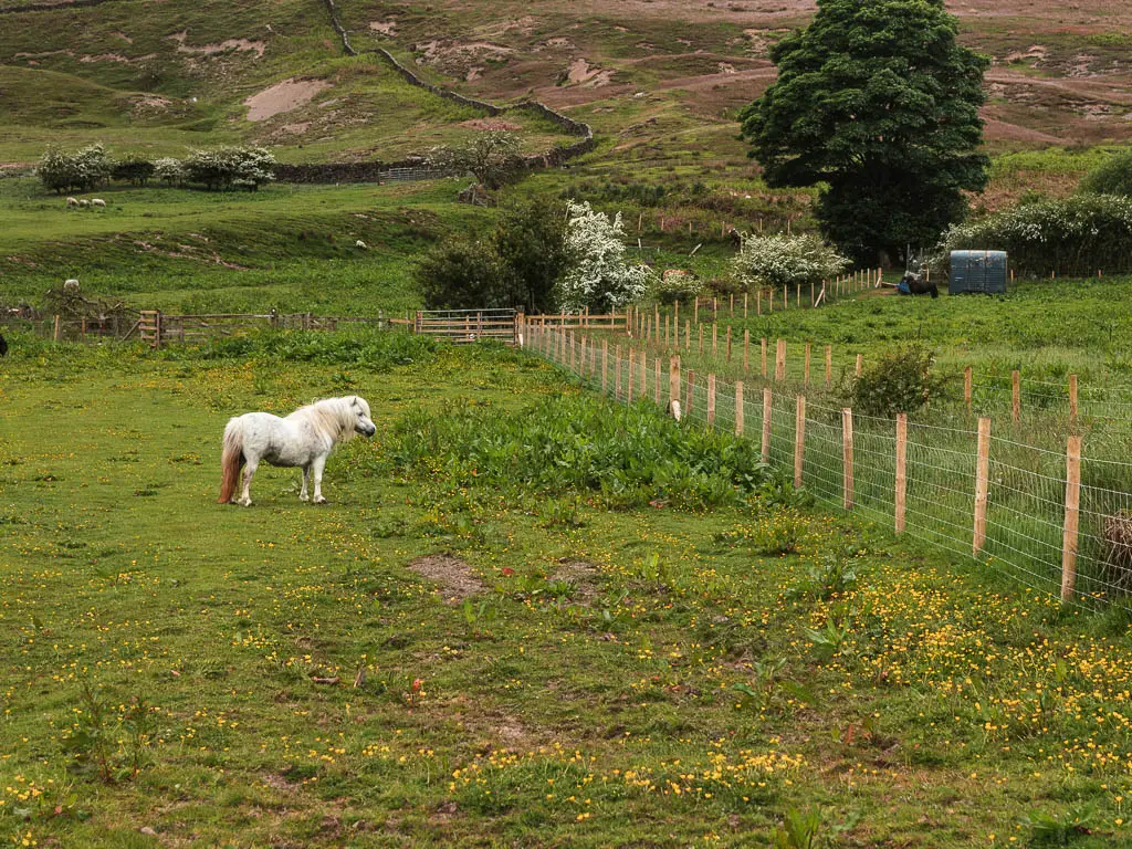 A white pony standing in a green grass field. There is a wire and wooden fence surrounding the field. 