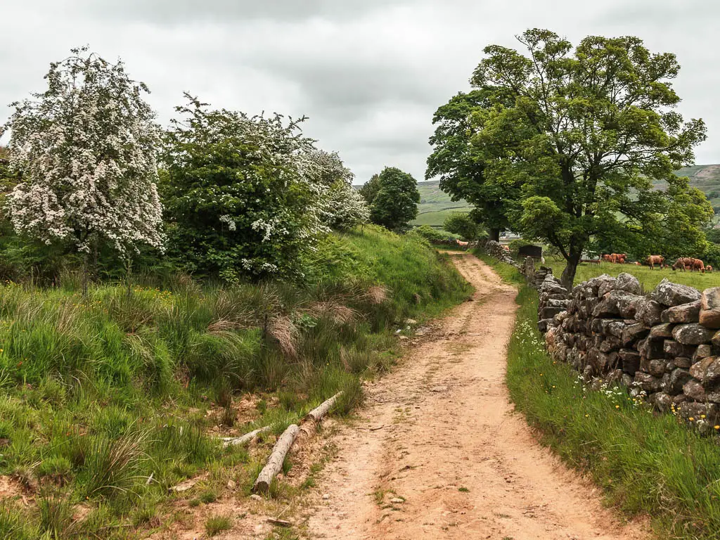 A dirt track leading straight ahead, with a stone wall on the right, and messy unkept grass to the left, partway through the walk from Rosedale Abbey. There are a few trees lining both sides of the track.