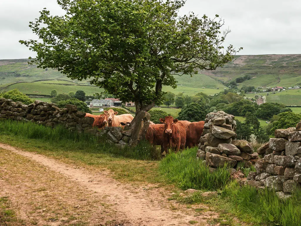 A group of orange cows on the other side of a stone wall, with a big hole. There is a dirt path on this side of the wall. There is a tree on the other side, next to the cows.