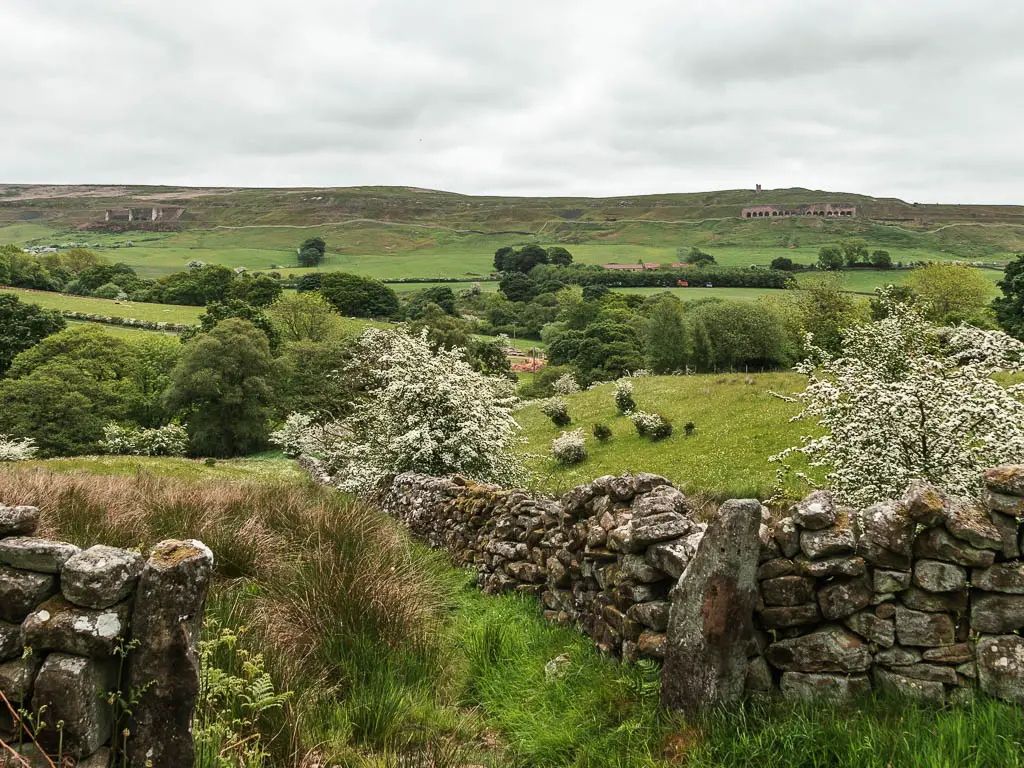 A stone wall cutting across a green grassy area, with cherry blossom trees, tufts of grass, and a hill in the distance, partway through the Rosedale Abbey circular walk. 