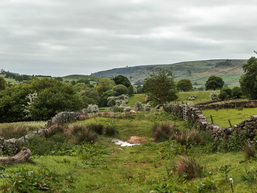 A rugged grassy area, lined with rugged stone walks, partway through the walk from Rosedale Abbey. There are trees ahead, and a hill rising up in the distance. 