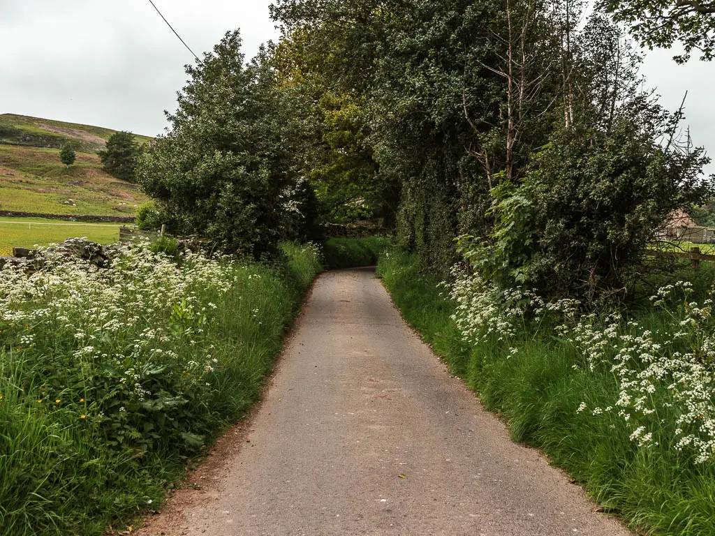 A road lined with green plants with white flowers, and some big leafy trees ahead.