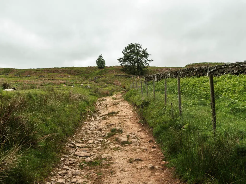 A rugged stoney path leading up the hill, on the walk up to Blakey Ridge. The path is lined with grass.