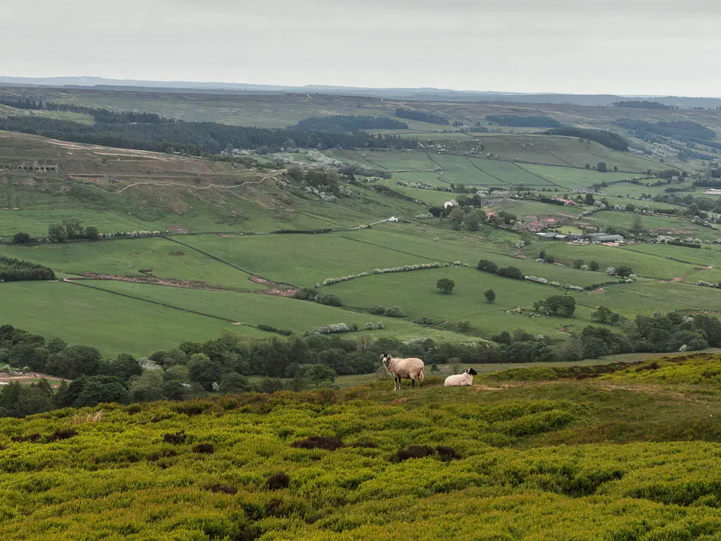 Looking down  into the valley filled with green grass fields. There are a couple of sheep just ahead.