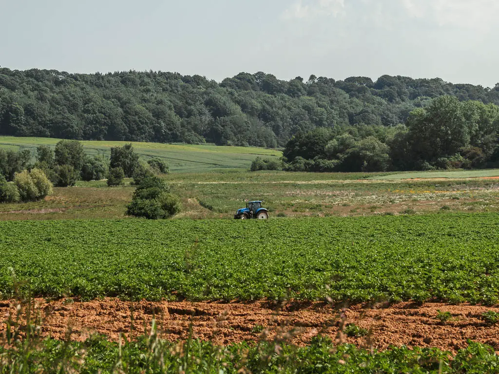 Looking across a large green crop field, to a blue tractor on the other side, on the circular walk from Terrington. There is a mass of woodland trees in the distance.