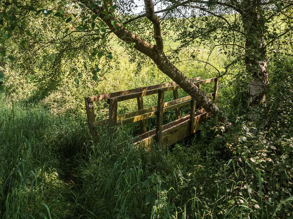 A wooden bridge surrounded by tall overgrown grass, and a leaning tree, on the walk from Terrington.