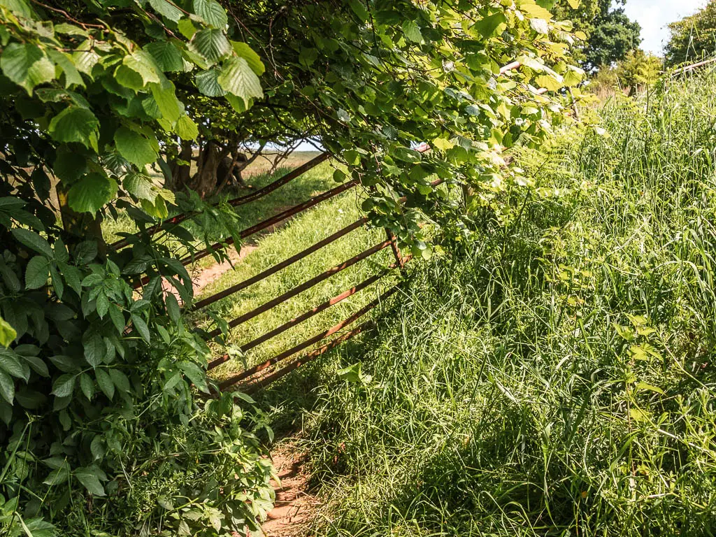 A titled metal fence surround by tall overgrown messy grass and leafy bushes.