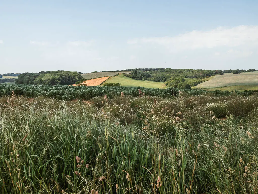 Looking over the top of a field filled with overgrown grass, and weeds, partway through the circular walk from Terrington.