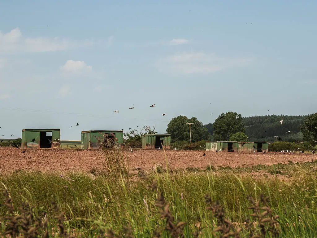 Looking over the tall grass to a dirt field, with 5 green metal sheds. there are lots of birds flying in the sky.