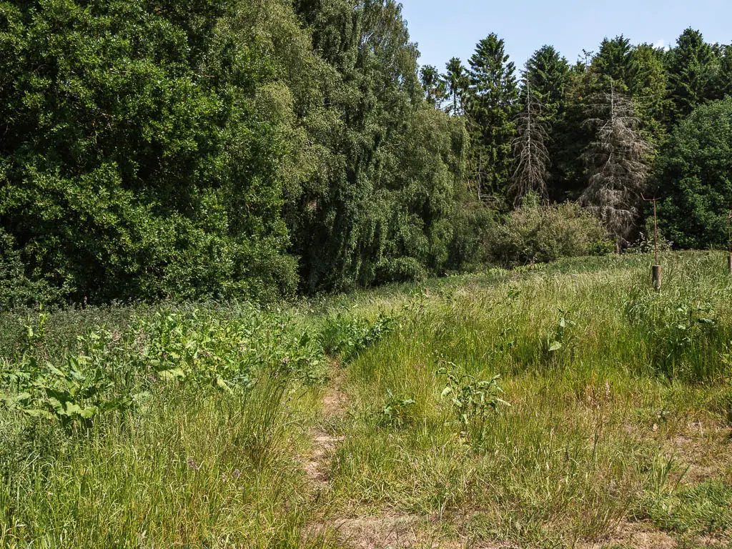 A trail through the tall grass, leading to a mass of woodland with green leaves.