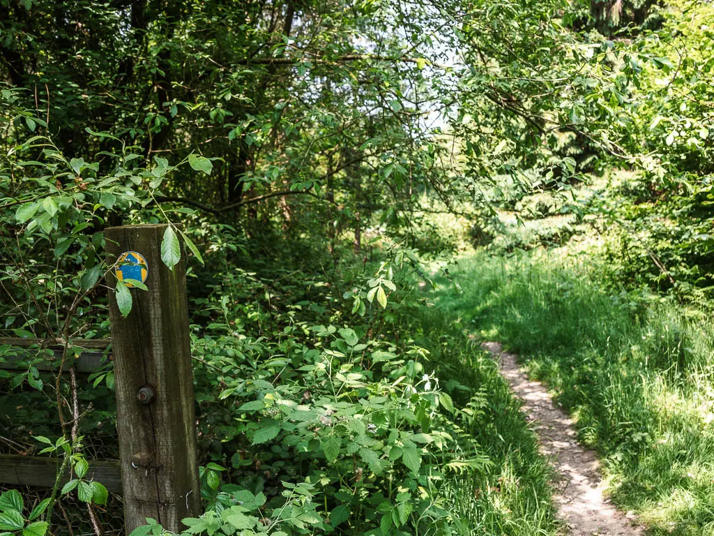 A wooden stump with blue arrow pouting ahead, on the left side of the trail. The trail is lined with overgrown grass. The signpost is surrounded by lots of green leaves.