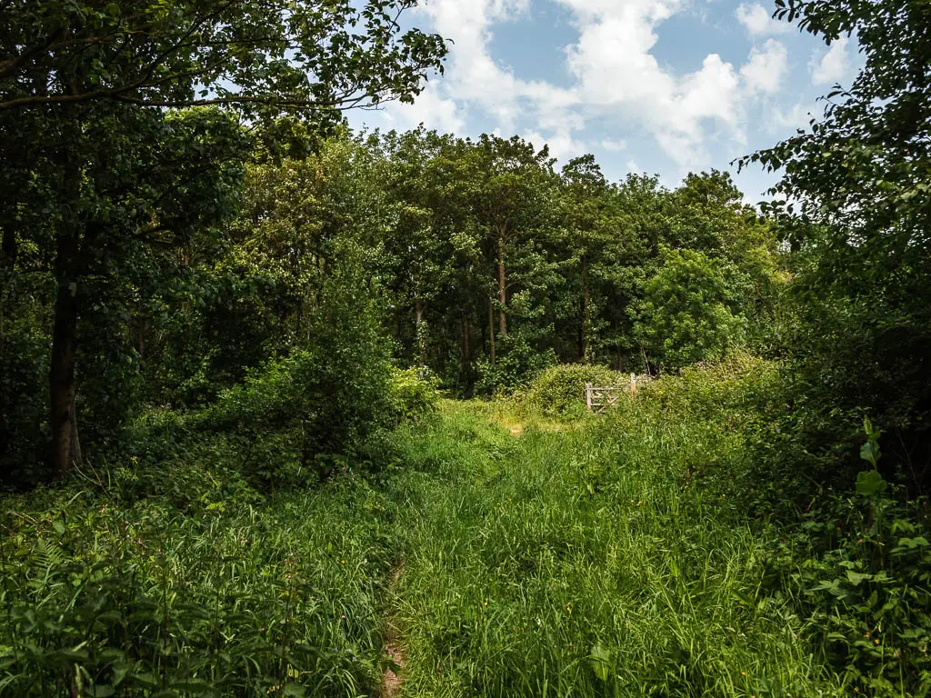 A mass of green grass and plants, with green leafy trees to the left, right, and ahead.