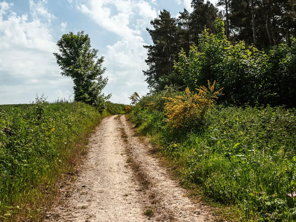 A rugged track lined with green bushes.