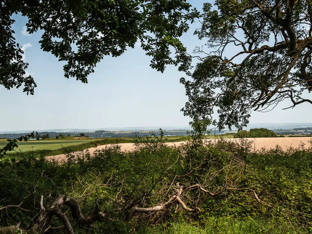 Looking over the green bushes to a view of fields of yellow ands green in the distance. There are tree branches hanging down from the top of the frame.
