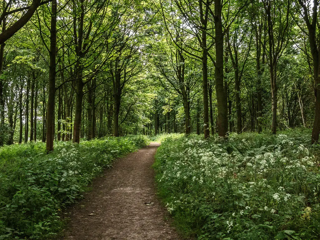 A wide dirt path in the woods, on there walk from Terrington. The path is lined with green leafy plants and white flowers.