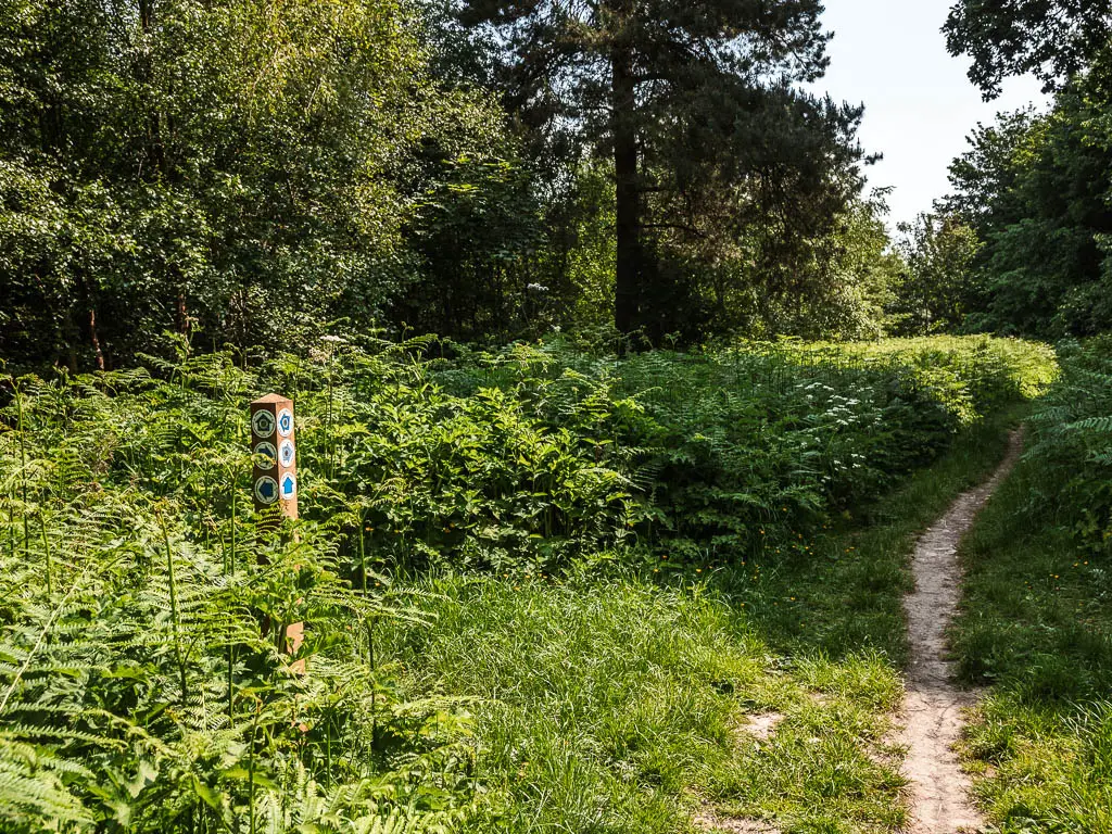 A thin trail on the right, leading ahead, with a mass of green leaves plants on the left. There is a trail signpost with blue arrows sticking out from the plants.