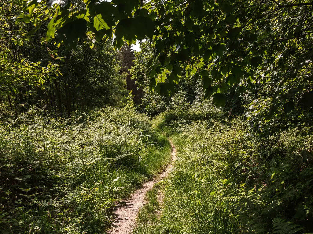 A thin trail leading through a mass of green leafy plants, and overhanging leafy tree branches, when walking back towards Terrington.