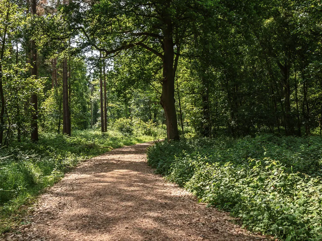 A wide stoney path leading through thew woods, on the walk back towards Terrington.