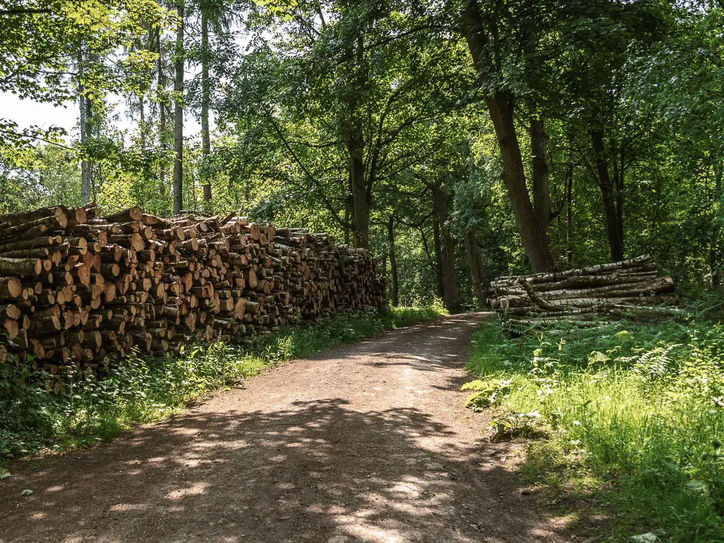 A wodę dirt path through the woods, with log piles to the left, on the walk back to Terrington.