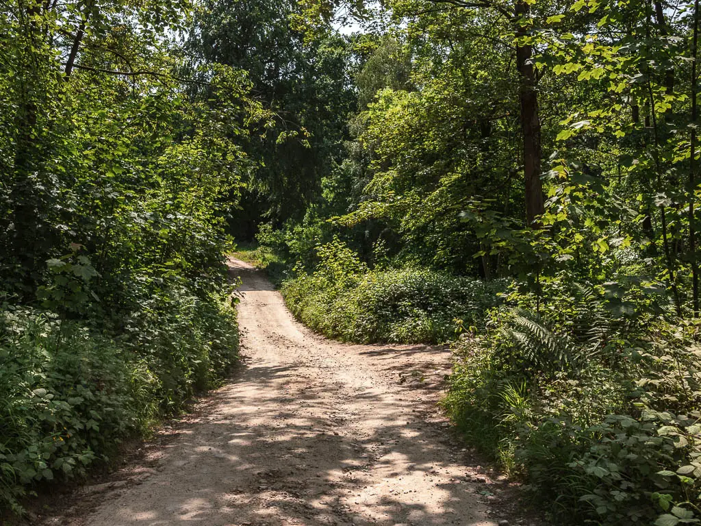 A dirt path leading straight ahead, lined with green leafy bushes and trees.