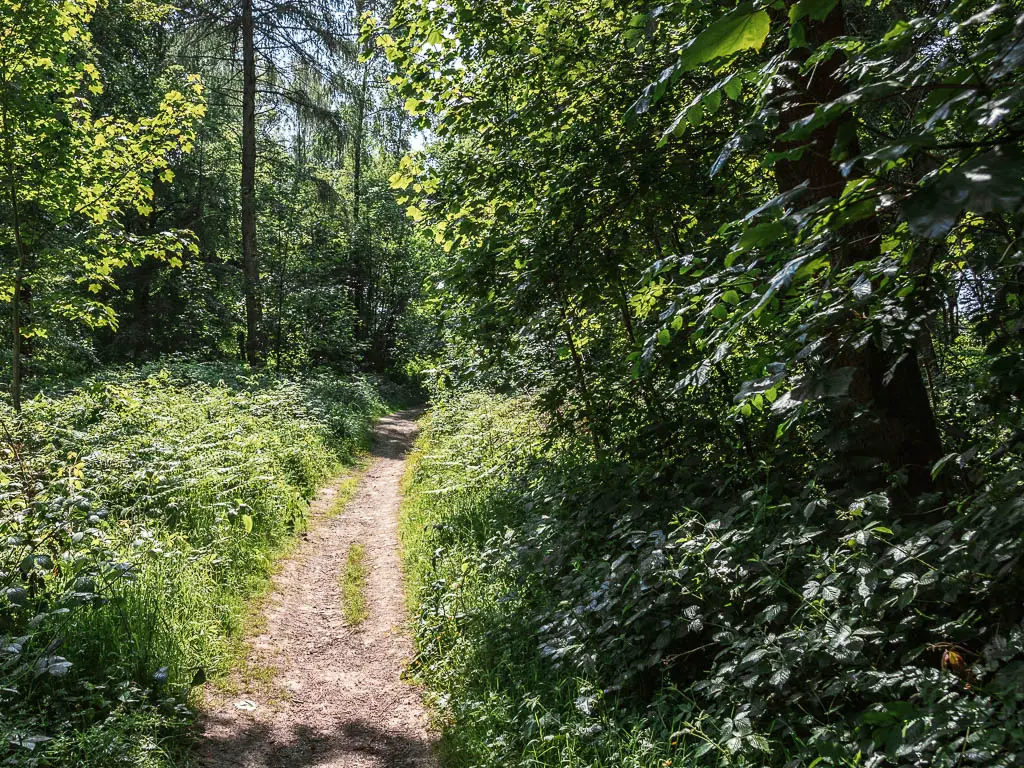 A narrow dirt path leading up through the green leafy bushes, plants, and trees.