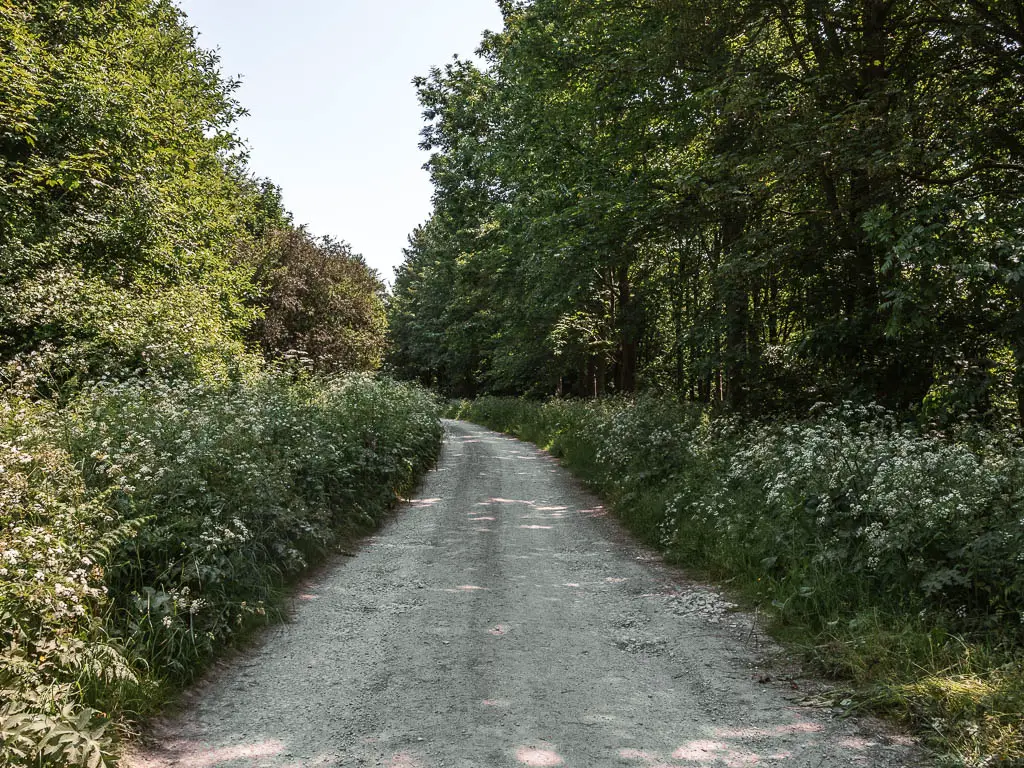 A dirt road lined with green leafed plants with white flowers.