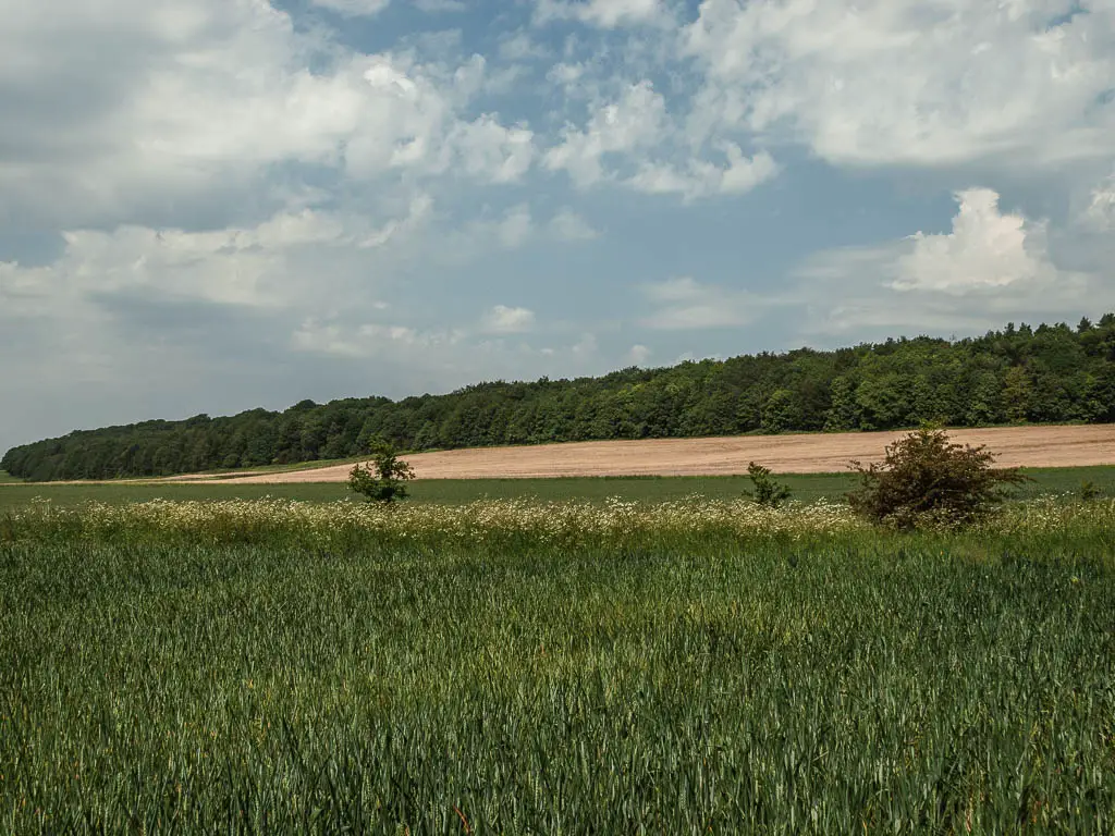 Looking over the green crop field, with a cream coloured field on the other side, and a strip of woodland trees beyond it, on the walk back towards Terrington.