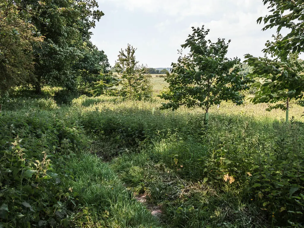 A barely visible trail through a mass of tall grass and stinging nettles.