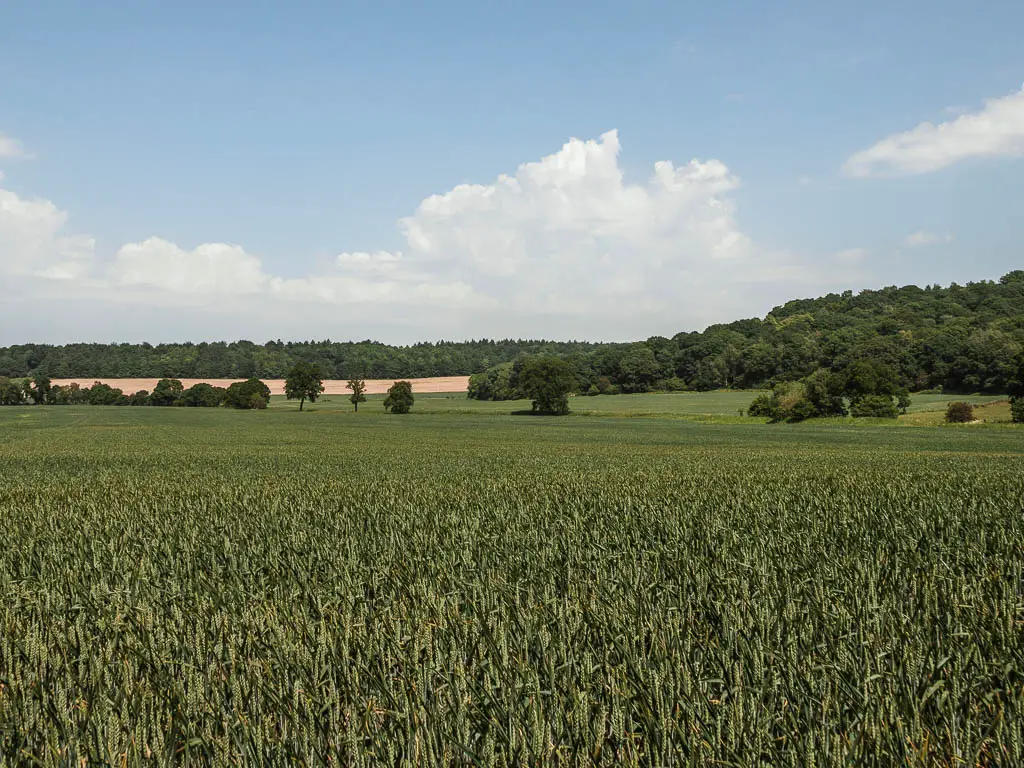 Looking across a large green crop field on the walk back towards Terrington. There are trees on the other side of the field, in the distance.