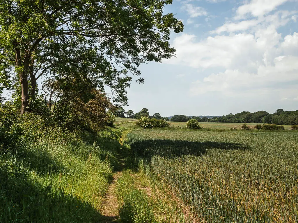 A trail leading straight ahead, with a green crop field to the right, and bushes and a trees to the left, near the end of the Terrington circular walk.