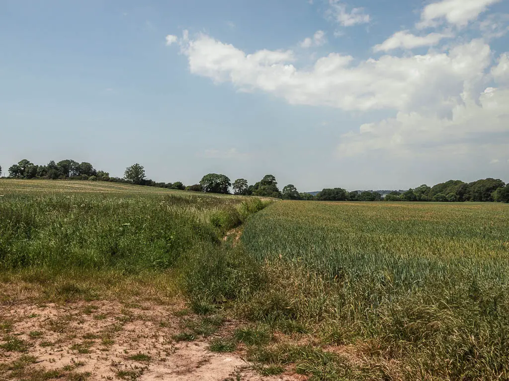 An area of dirt, with a green crop field ahead, and a trail running through the middle of it.