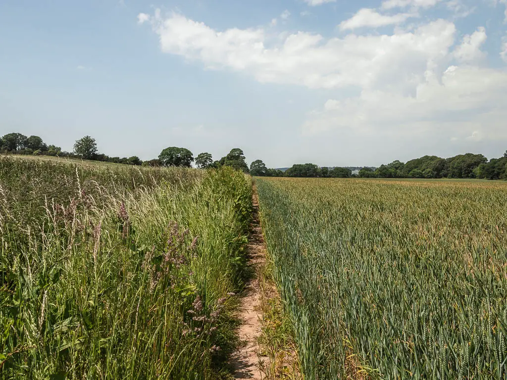 A thin dirt trail through the green cop field, near the end of the Terrington walk.