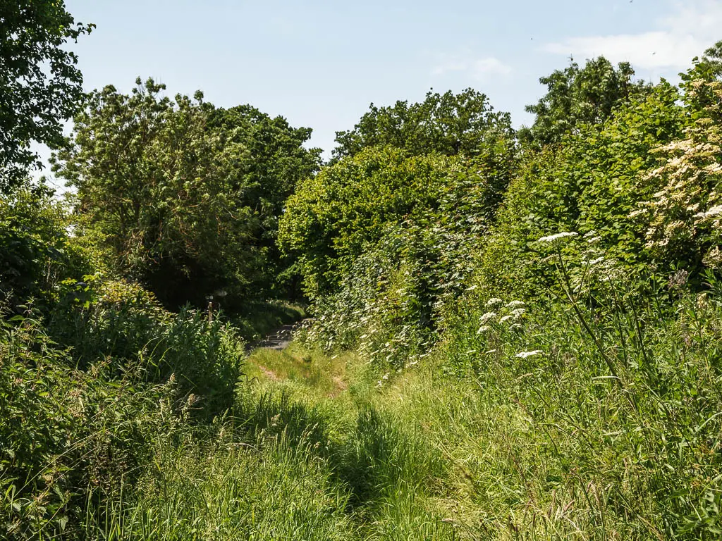 Tall overgrown green grass, through the middle of tall bushes, and green leafy trees, near the end of the Terrington circular walk.