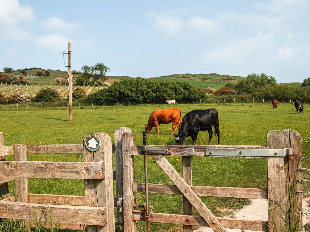 A wooden gate, with an field on the other side, with a few black and orange cows grazing, and a rocket post on the left.