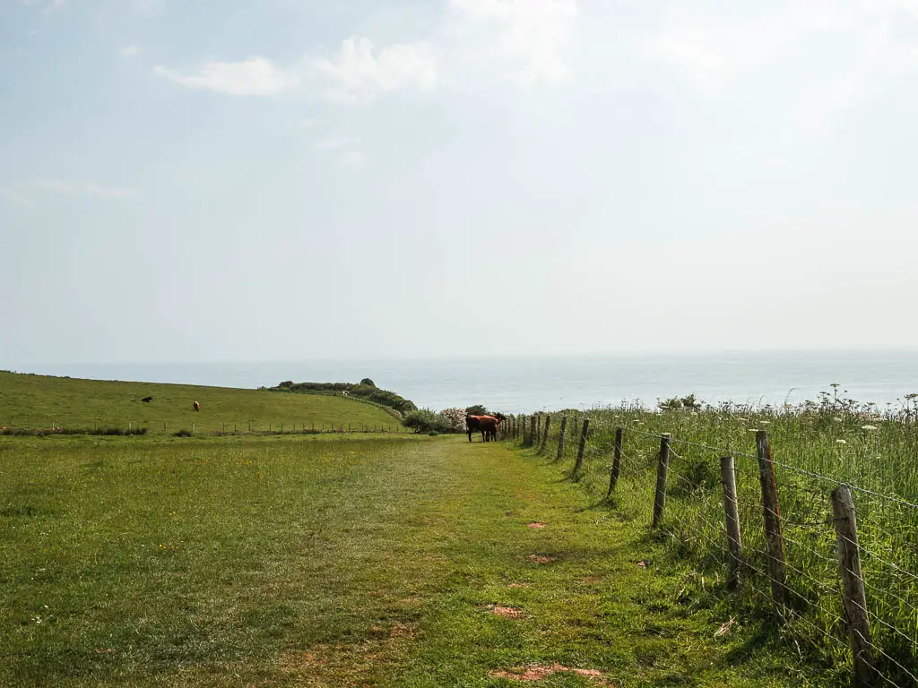 A large green grass field, with a wire fence along the edge on the right, and the North Sea visible ahead in the distance. There is s cow grazing in the field ahead.