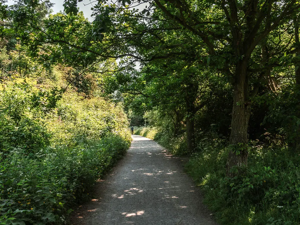 The Cinder track path lined with masses of green leafed bushes and trees.