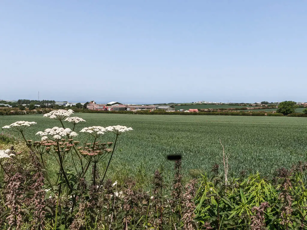 Looking over a field of green, with some houses on the other side.