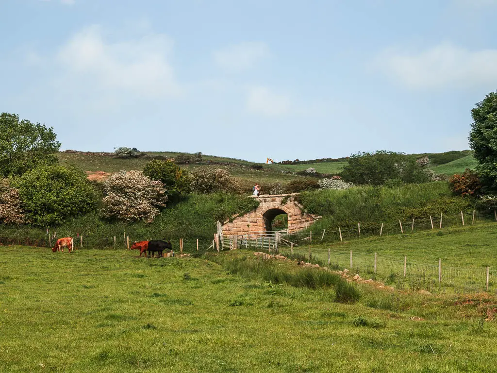 A grass field, with some cows grazing on the other side, and a stone archway bridge behind them.