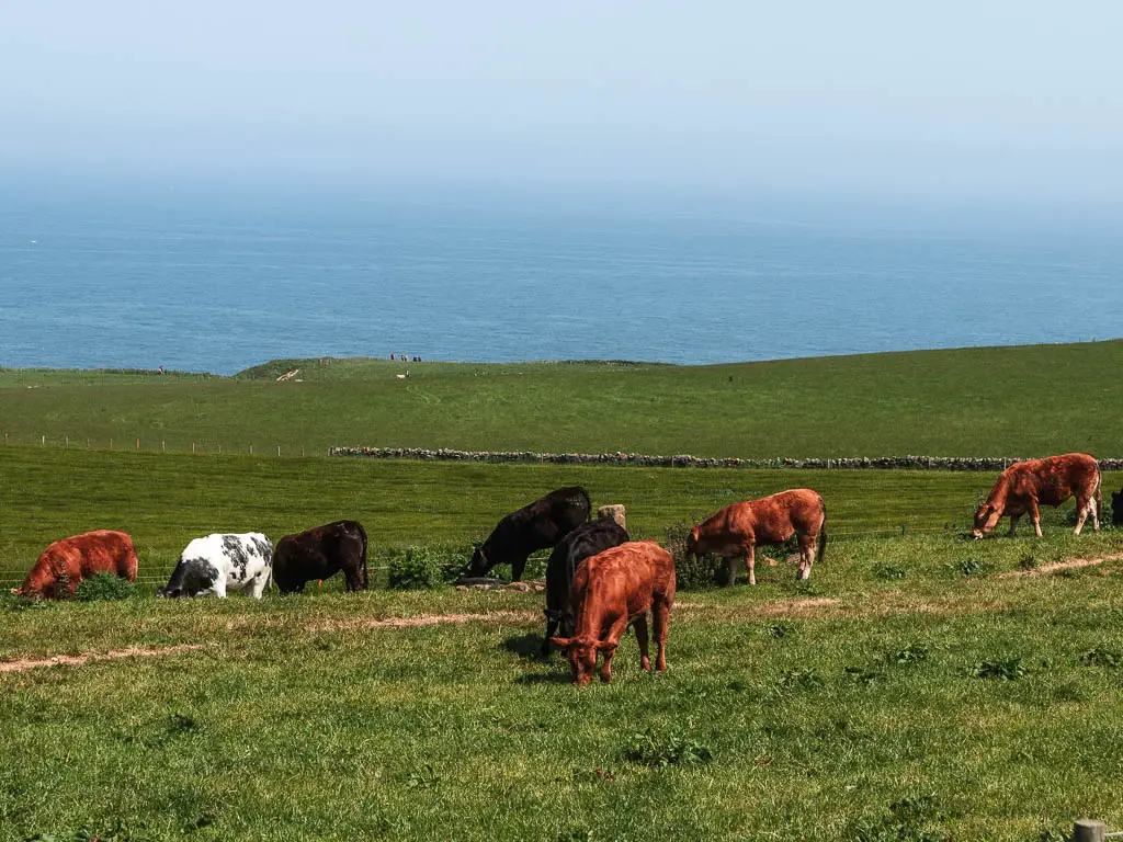 Lots of brown and black cows grazing on the grass field, with the blue North Sea on the other side.