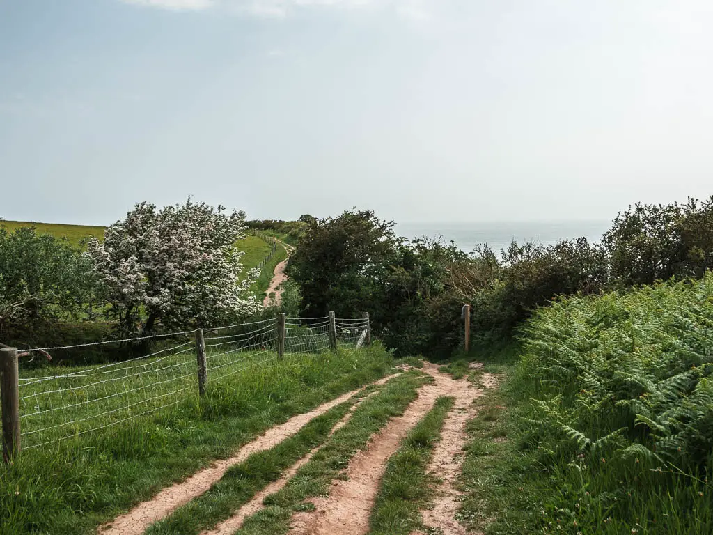 Dirt trail through the grass, with fern bushes to the right, a wire fence to the left, and bushes and trees ahead.