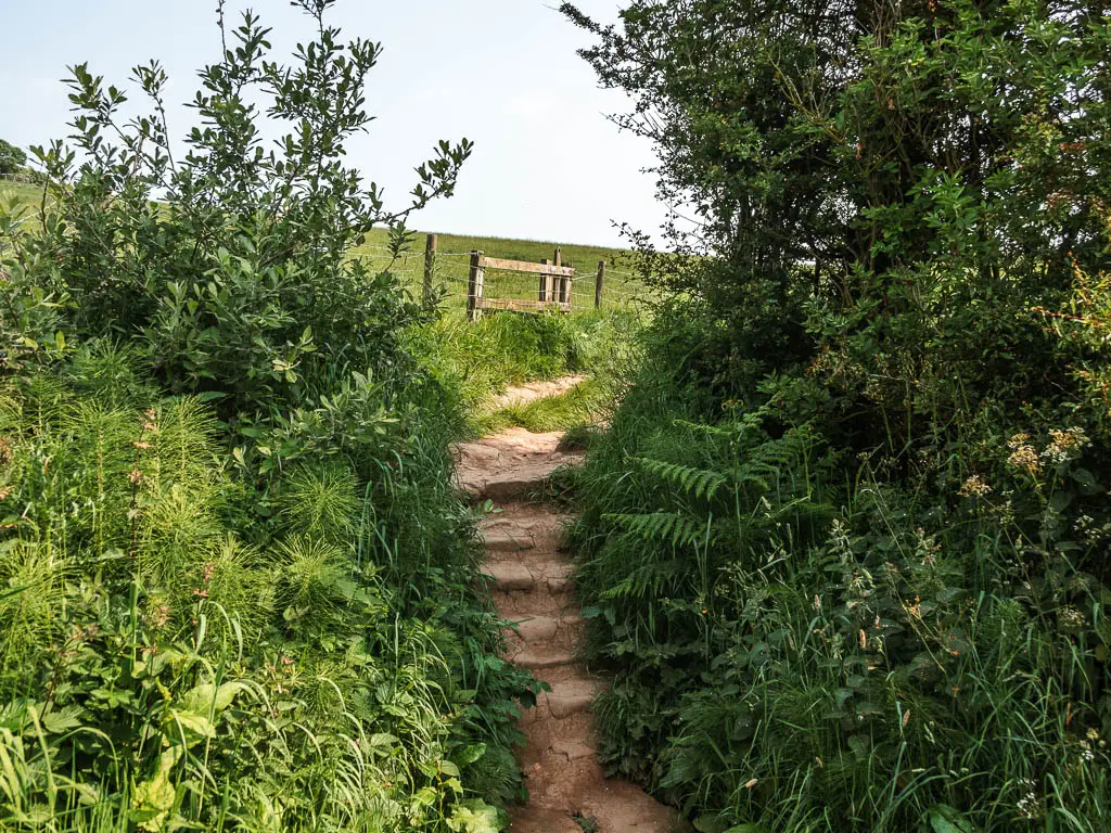 Stone steps surrounded by tall grass and green leaved plants, and trees.