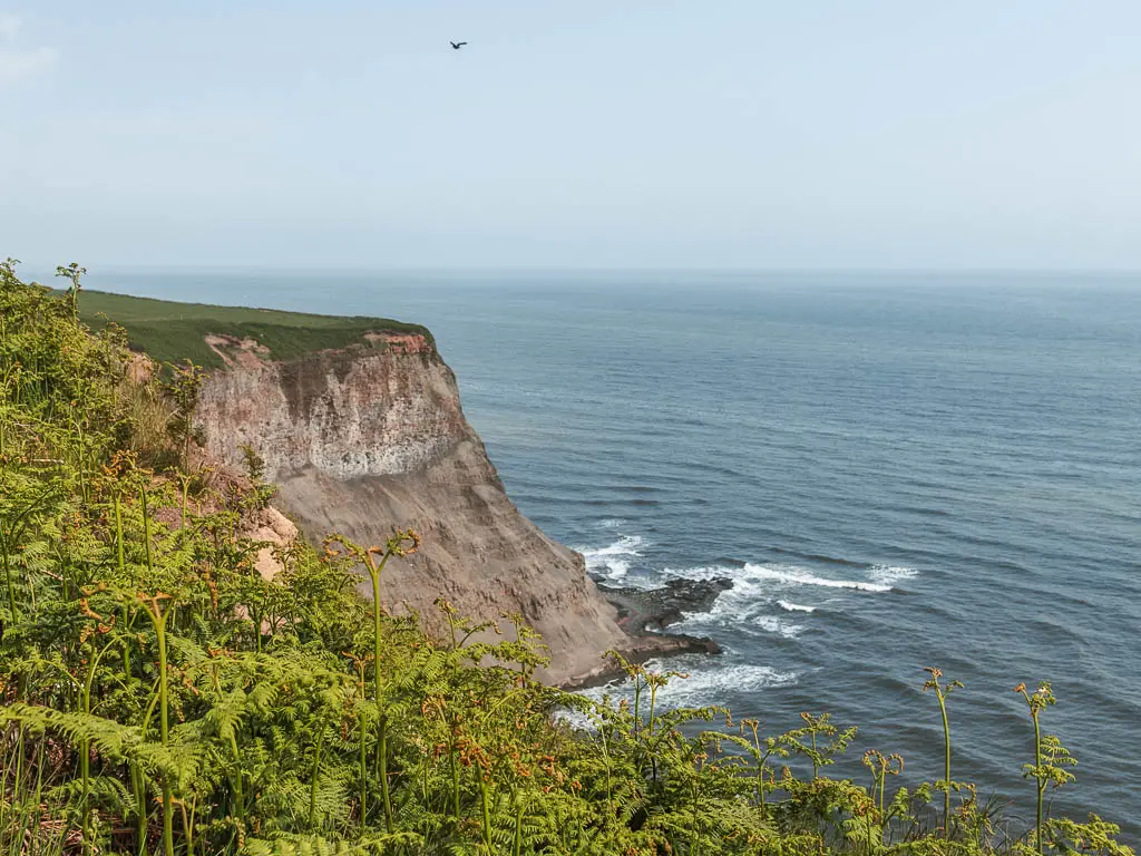 Looking down over the green fern leaves, with the rock cliffside where is meets the sea.