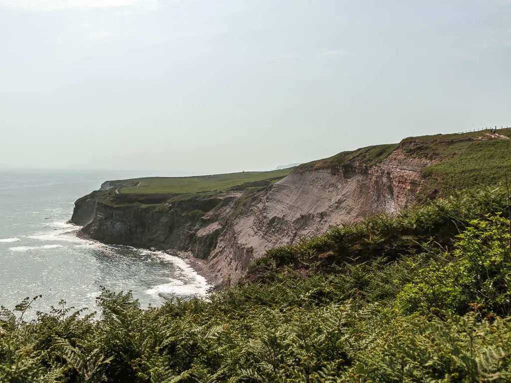 Looking over the green fern towards a rock cliff face curving ahead, on the coastal walk from Robin Hood's Bay to Whitby.