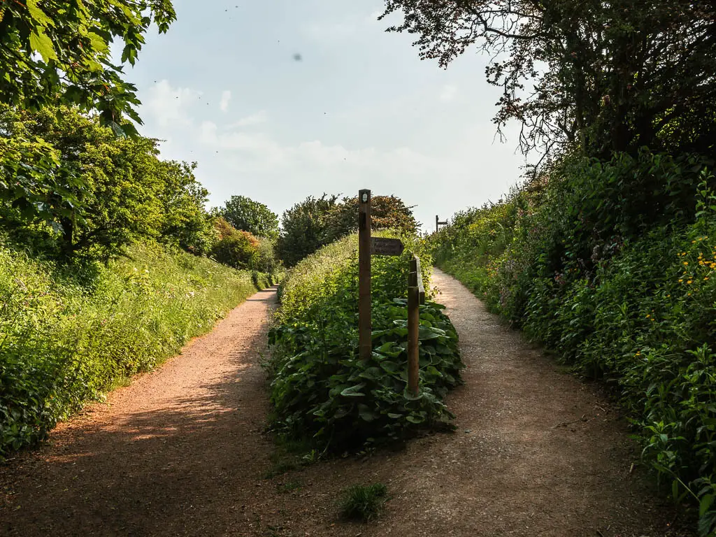 A dirt trail split, with a strip of grass and bushes in thew middle, with a wooden trail signpost. 