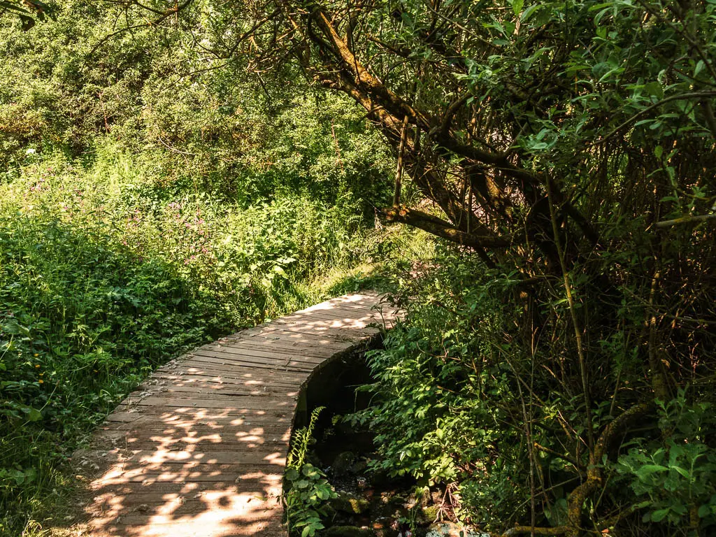 A wooden plank walking under the trees, surround by green leaved plants.