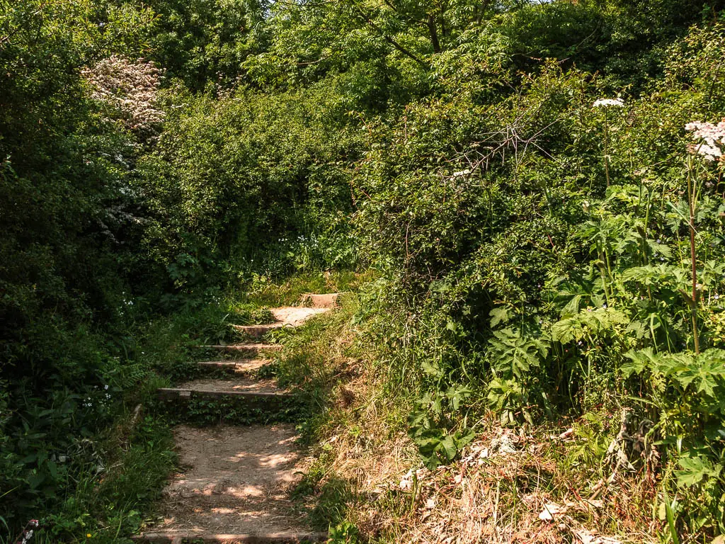 Stone steps leading uphill, surrounded by bushes.